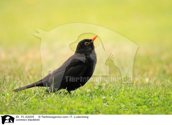 common blackbird / FL-02005