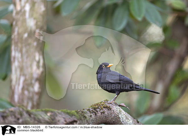 common blackbird / MBS-14326
