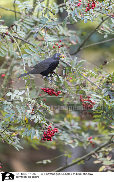 common blackbird / MBS-14907