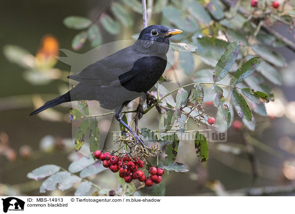 common blackbird / MBS-14913