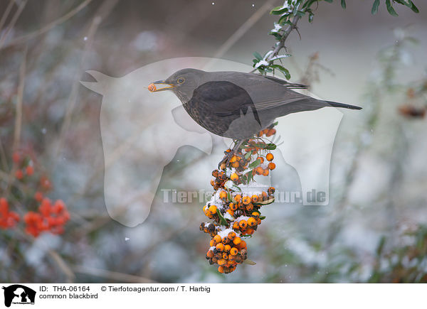 common blackbird / THA-06164