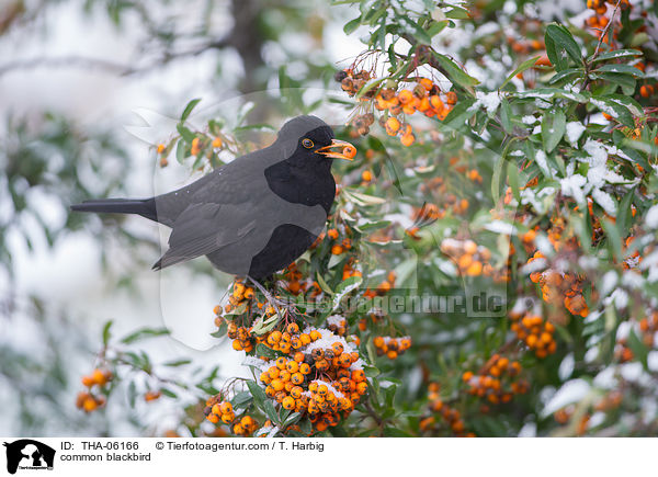 common blackbird / THA-06166