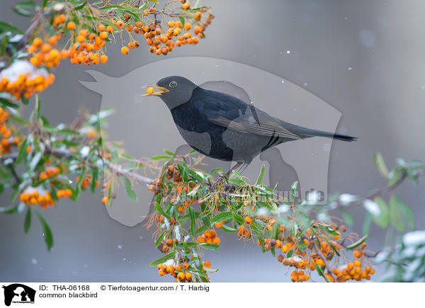 common blackbird / THA-06168
