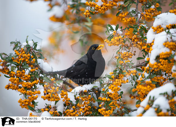 common blackbird / THA-06170