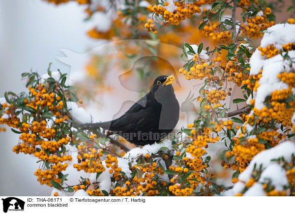 common blackbird / THA-06171