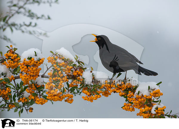 common blackbird / THA-06174