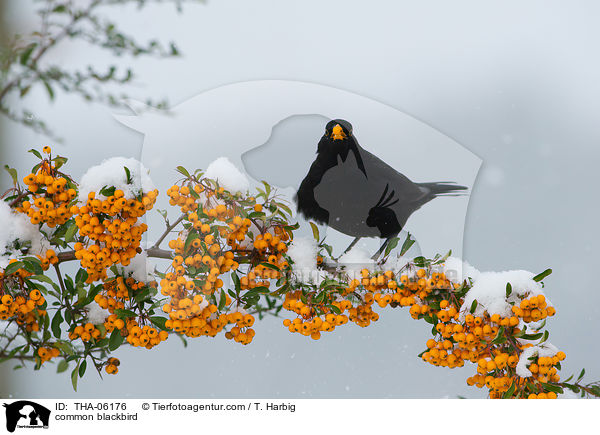 Amsel / common blackbird / THA-06176