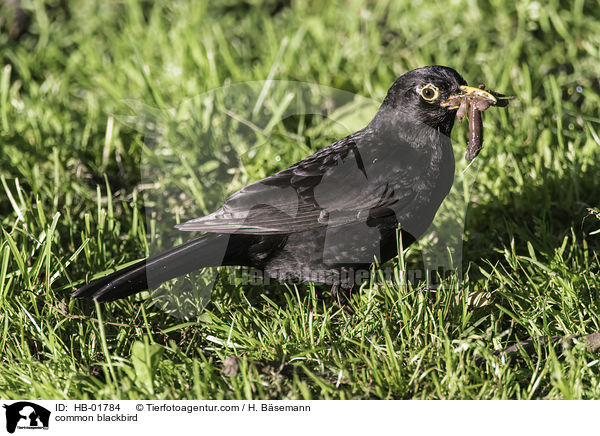common blackbird / HB-01784