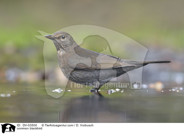 common blackbird / DV-03500