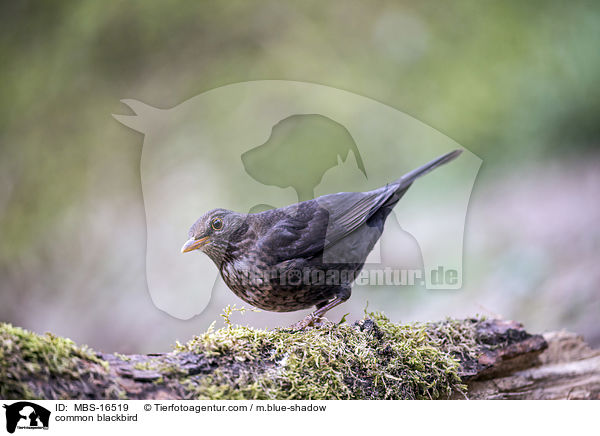common blackbird / MBS-16519