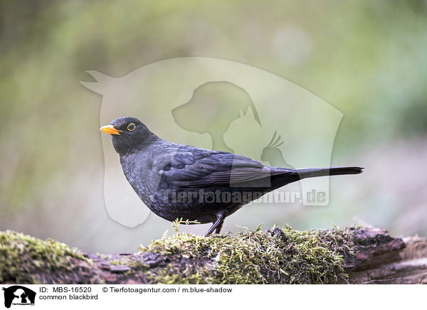 common blackbird / MBS-16520