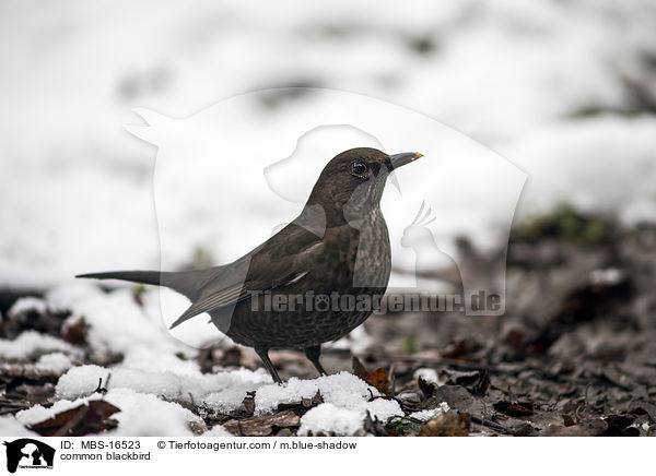 common blackbird / MBS-16523