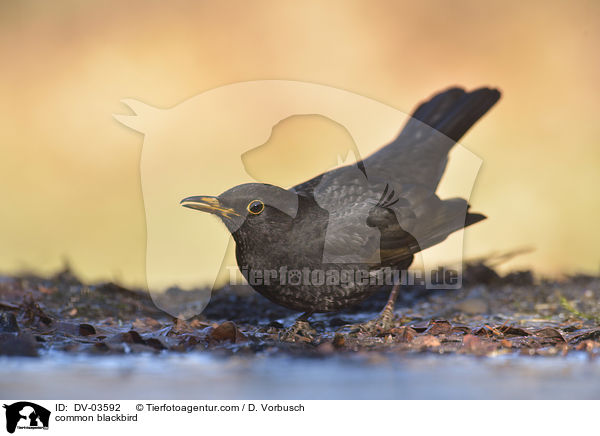 common blackbird / DV-03592