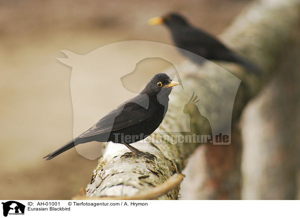 Amsel / Eurasian Blackbird / AH-01001