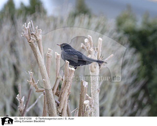 sitzende Amsel / sitting Eurasian Blackbird / SA-01258