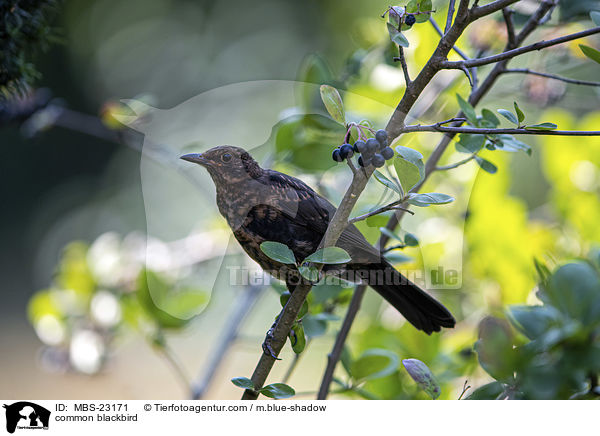 common blackbird / MBS-23171