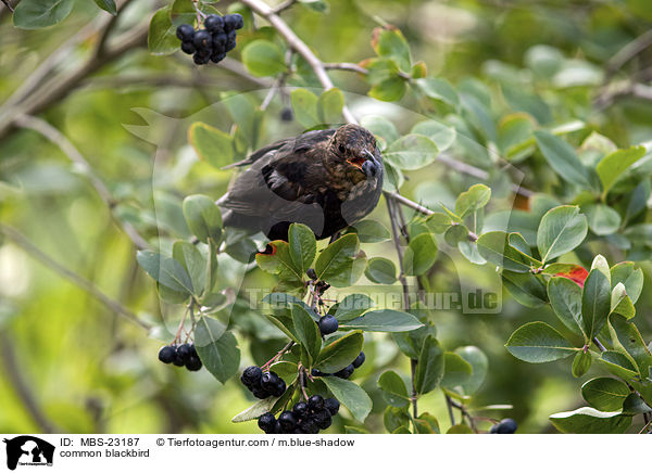 common blackbird / MBS-23187