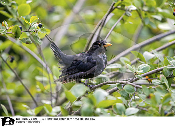 common blackbird / MBS-23195