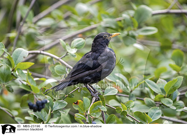 common blackbird / MBS-23196