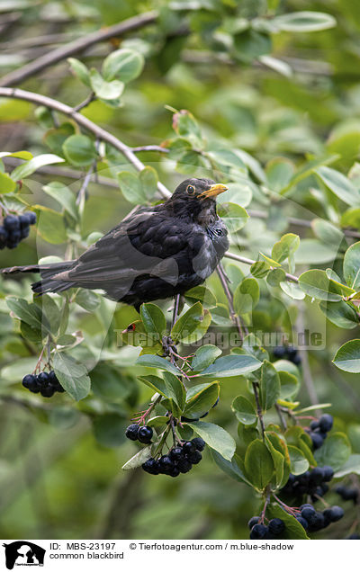 common blackbird / MBS-23197