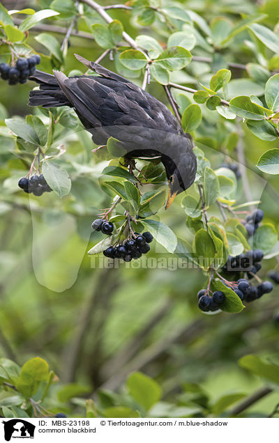 common blackbird / MBS-23198