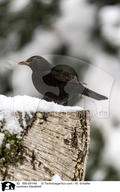 common blackbird / WS-09146