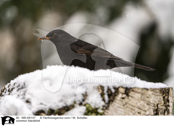 common blackbird / WS-09147