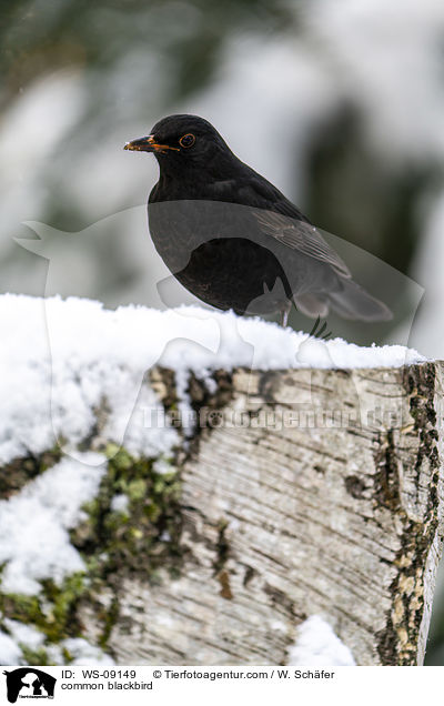 common blackbird / WS-09149