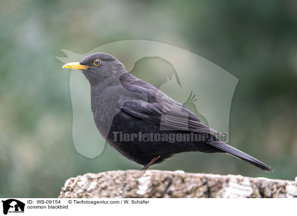 common blackbird / WS-09154