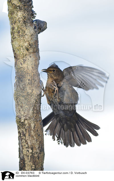 common blackbird / DV-03763