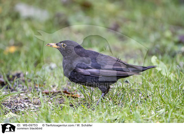 common blackbird / WS-09753