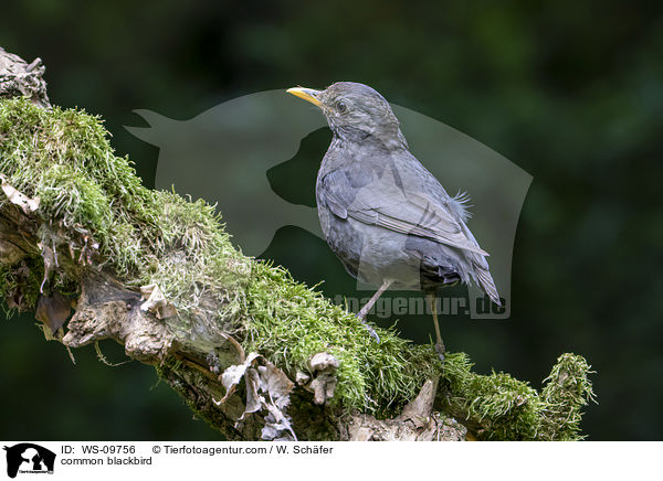 common blackbird / WS-09756