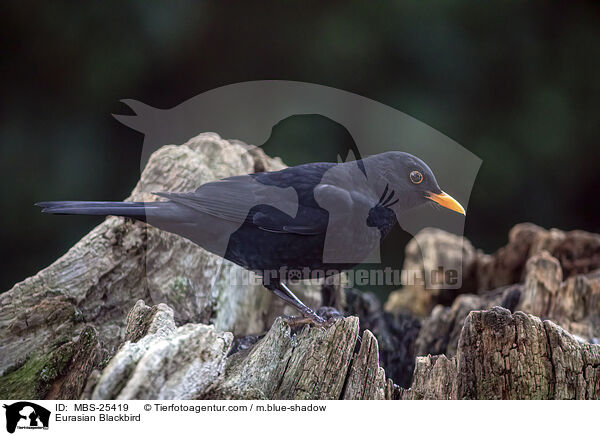 Amsel / Eurasian Blackbird / MBS-25419