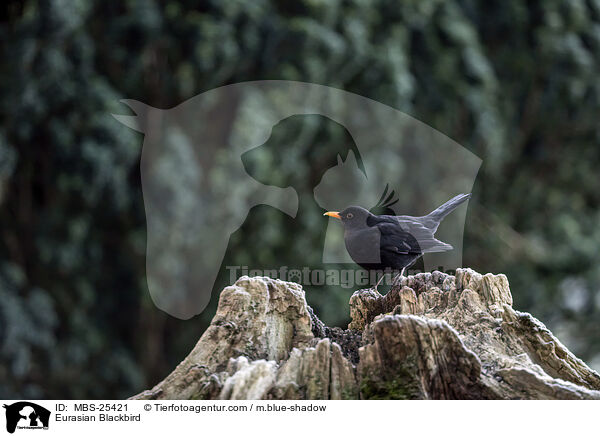 Eurasian Blackbird / MBS-25421
