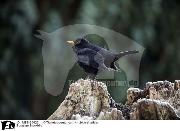 Eurasian Blackbird / MBS-25422