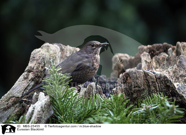 Amsel / Eurasian Blackbird / MBS-25455