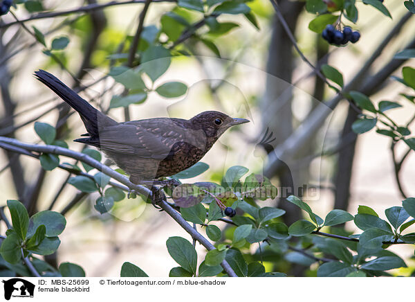 female blackbird / MBS-25699