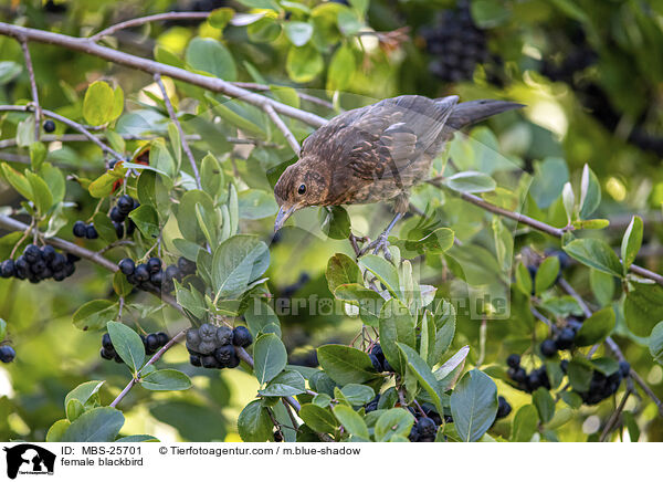 weibliche Amsel / female blackbird / MBS-25701