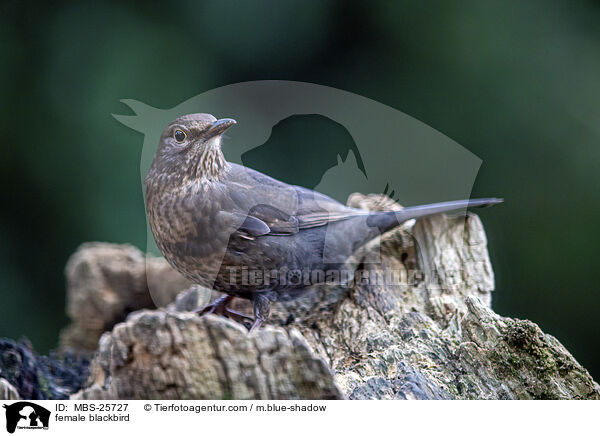 weibliche Amsel / female blackbird / MBS-25727