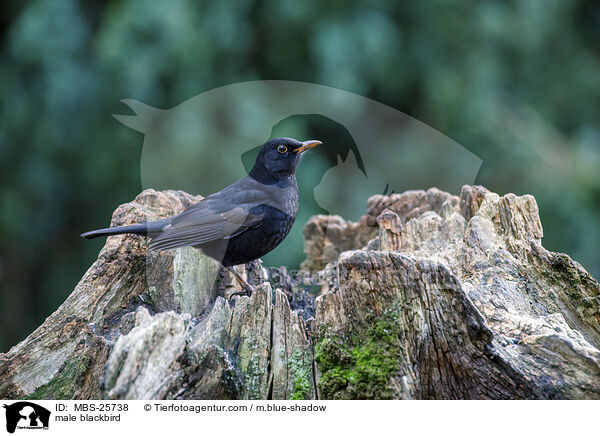 male blackbird / MBS-25738