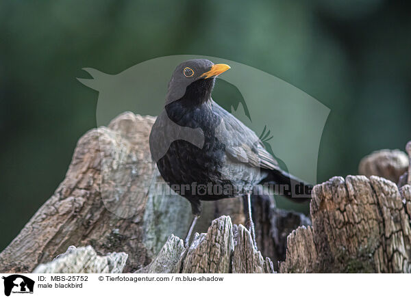 male blackbird / MBS-25752