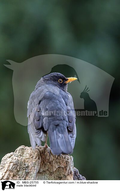 male blackbird / MBS-25755