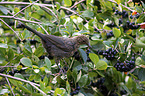 common blackbird