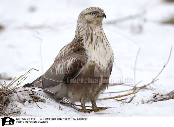 young eurasian buzzard / WS-01146