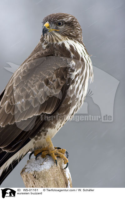 eurasian buzzard / WS-01161