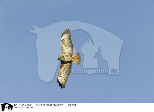 common buzzard / THA-04521