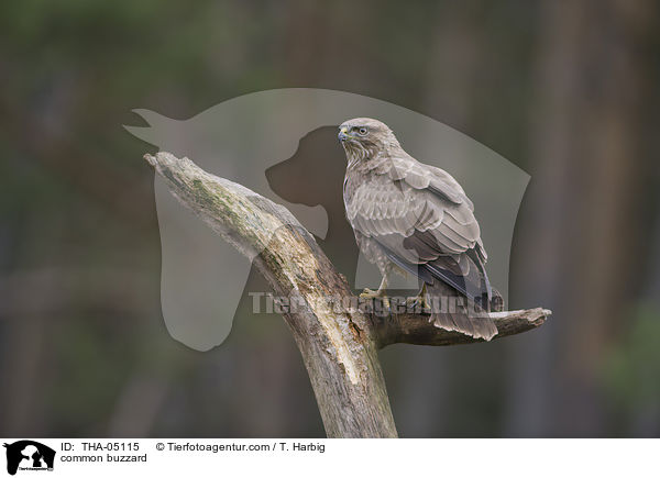 common buzzard / THA-05115