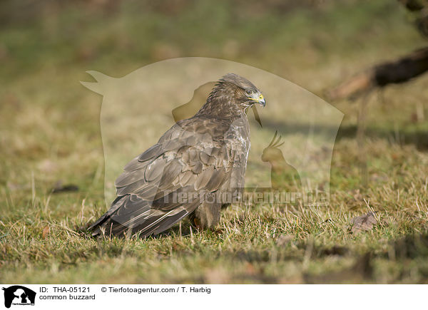 common buzzard / THA-05121