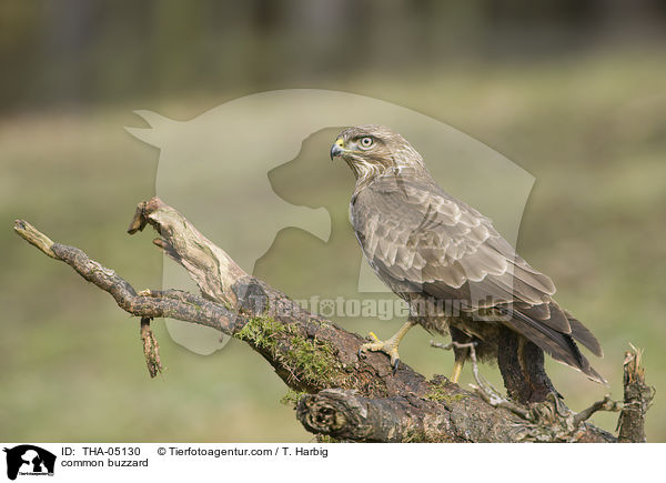common buzzard / THA-05130