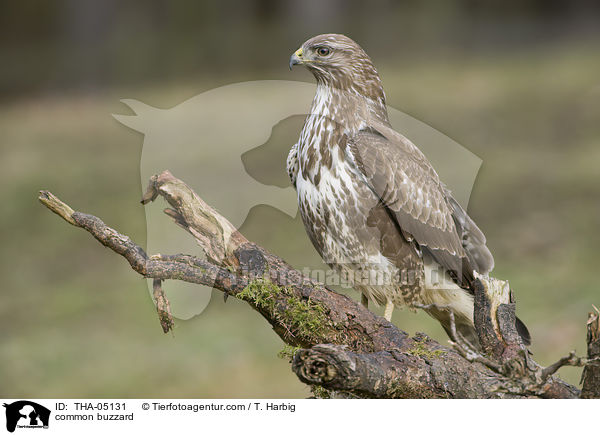 common buzzard / THA-05131